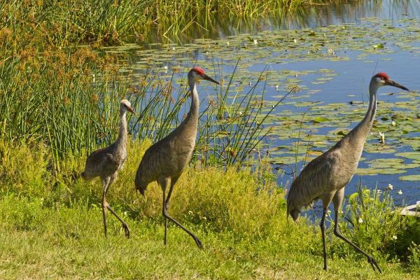 USA, Florida Sandhill crane parents and young